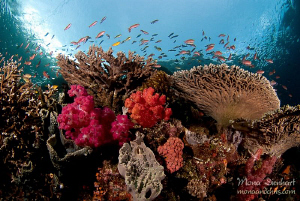 the perfect reef by Mona Dienhart 